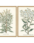 Paragon Botanical Plants Wood Frame Green Canvas Art 2PC