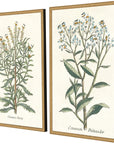 Paragon Botanical Plants Wood Frame Green Canvas Art 2PC