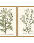 Paragon Botanical Plants Wood Frame Green Canvas Art 2PC