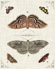 LOOMLAN Butterfly Collection III Artwork d Canvas Floating