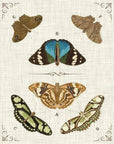 LOOMLAN Butterly Collection II Artwork d Canvas Floating