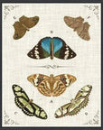 LOOMLAN Butterly Collection II Artwork d Canvas Floating