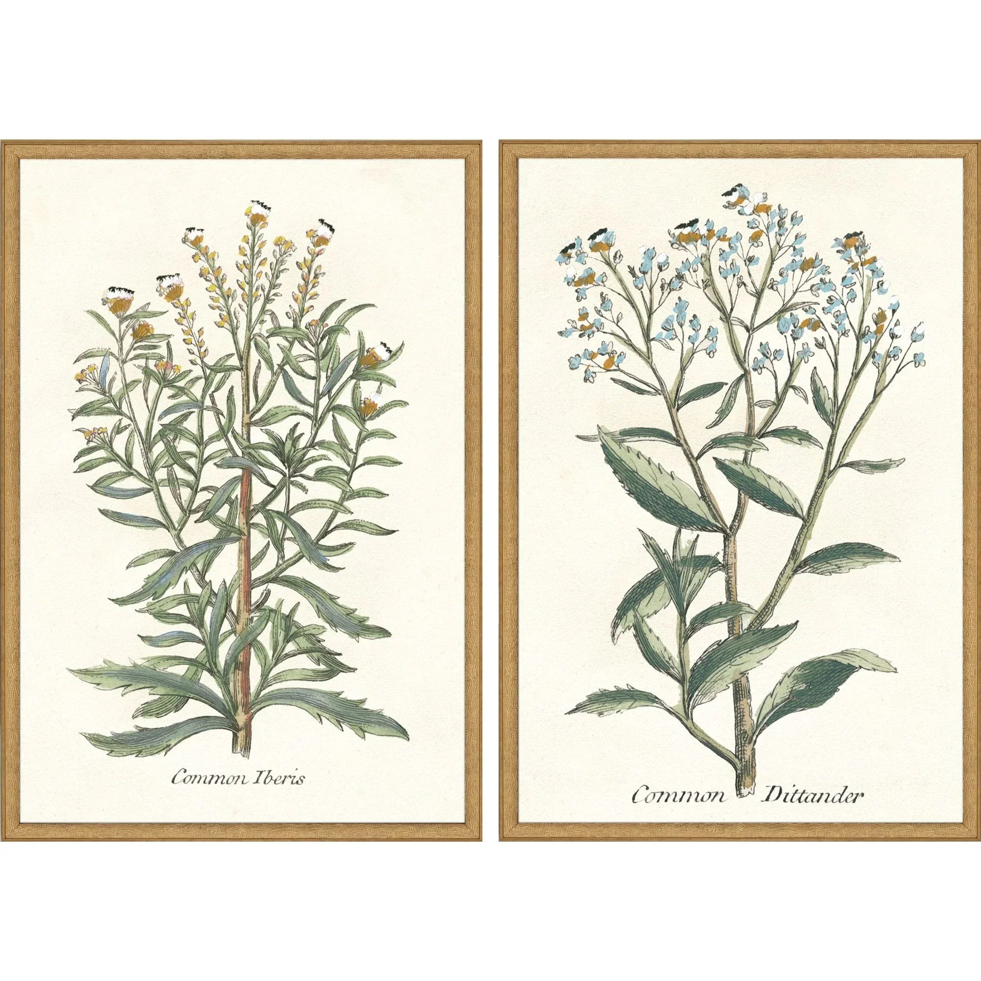 Paragon Botanical Plants Wood Frame Green Canvas Art 2PC