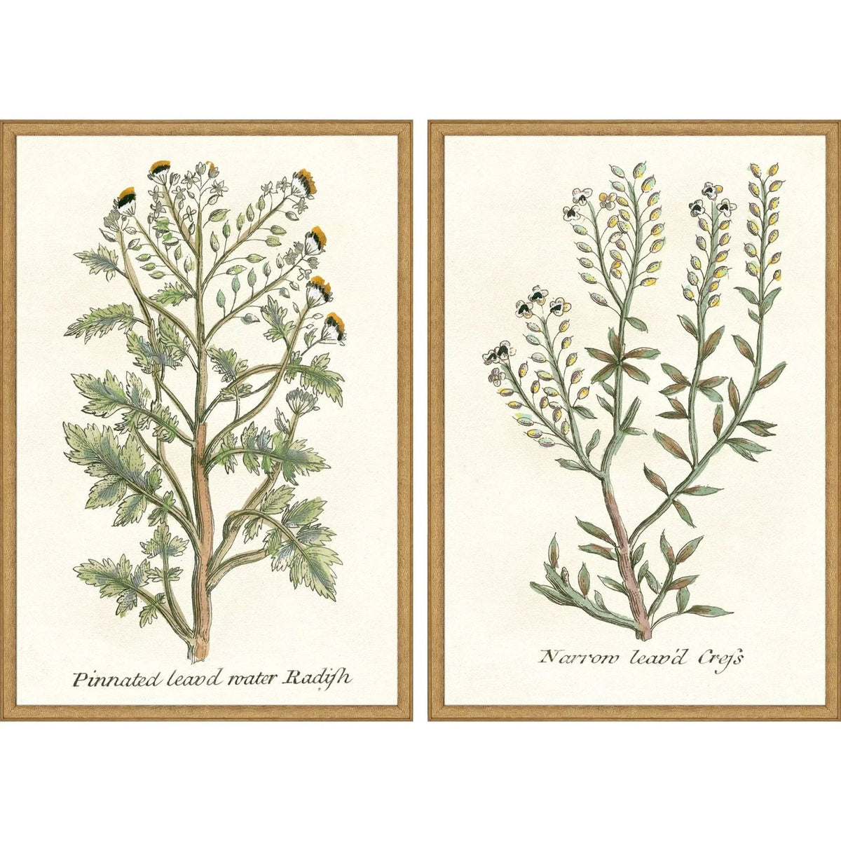 Paragon Botanical Plants Wood Frame Green Canvas Art 2PC
