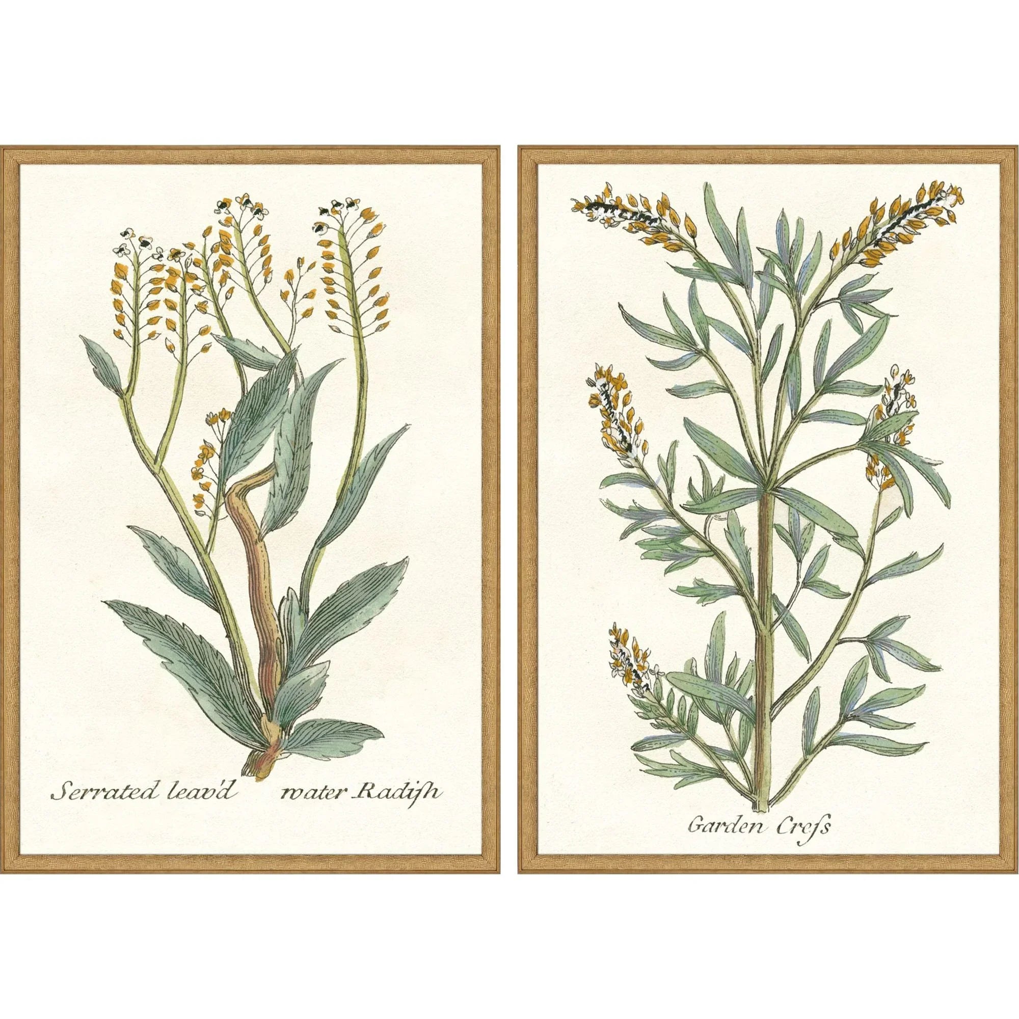 Paragon Botanical Plants Wood Frame Green Canvas Art 2PC