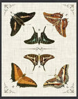 Butterfly Collection I Artwork d Canvas Floating - LOOMLAN - LOOMLAN - Canvas Art