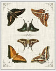 Butterfly Collection I Artwork d Canvas Floating - LOOMLAN - LOOMLAN - Canvas Art