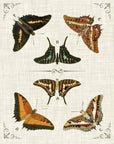 Butterfly Collection I Artwork d Canvas Floating - LOOMLAN - LOOMLAN - Canvas Art