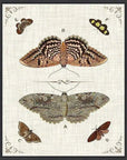 Butterfly Collection III Artwork d Canvas Floating - LOOMLAN - LOOMLAN - Canvas Art