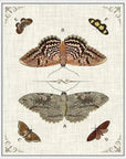 Butterfly Collection III Artwork d Canvas Floating - LOOMLAN - LOOMLAN - Canvas Art