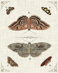 Butterfly Collection III Artwork d Canvas Floating - LOOMLAN - LOOMLAN - Canvas Art
