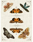 Butterfly Collection IV Artwork d Canvas Floating - LOOMLAN - LOOMLAN - Canvas Art