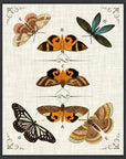 Butterfly Collection IV Artwork d Canvas Floating - LOOMLAN - LOOMLAN - Canvas Art