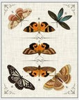 Butterfly Collection IV Artwork d Canvas Floating - LOOMLAN - LOOMLAN - Canvas Art